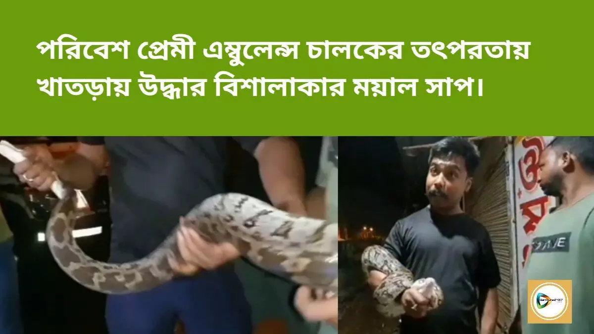 পরিবেশ প্রেমী এম্বুলেন্স চালকের তৎপরতায় খাতড়ায় উদ্ধার বিশালাকার ময়াল সাপ।