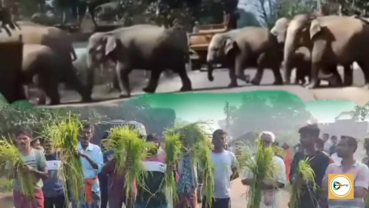 বড়জোড়া- বেলিয়াতোড়ে দাপিয়ে বেড়াচ্ছে প্রায় ৭০ টি হাতি,বন দপ্তরের উদাসীনতার অভিযোগ তুলে পথ অবরোধ বাঁদরকোন্দা গ্রামে।